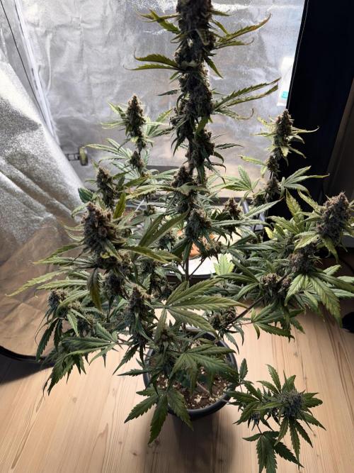 Lemon Cherry Cookies & Banana Punch. Week 10