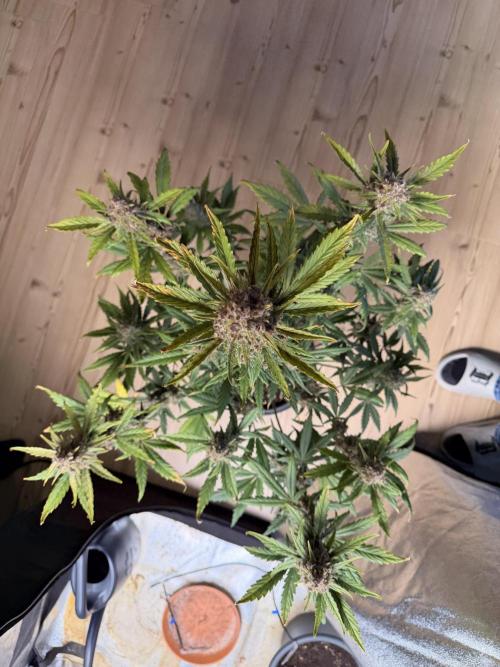 Lemon Cherry Cookies & Banana Punch. Week 10