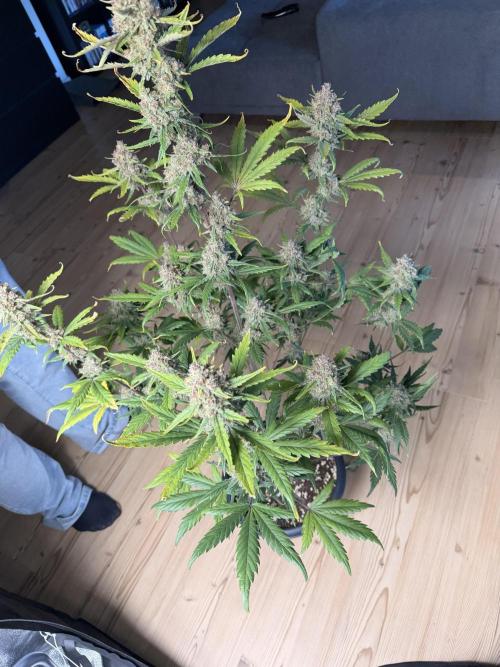 Lemon Cherry Cookies & Banana Punch. Week 10