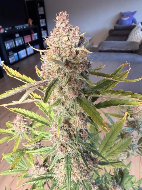 Lemon Cherry Cookies & Banana Punch. Week 10