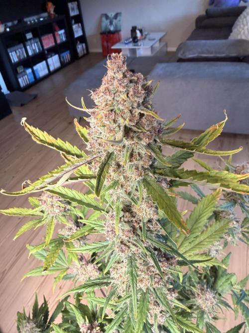 Lemon Cherry Cookies & Banana Punch. Week 10