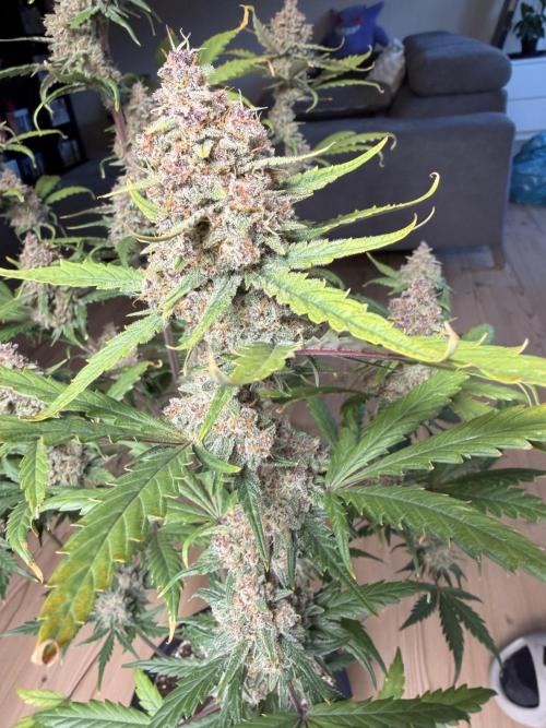 Lemon Cherry Cookies & Banana Punch. Week 10