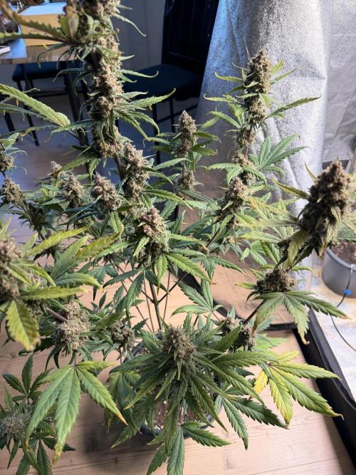 Lemon Cherry Cookies & Banana Punch. Week 10