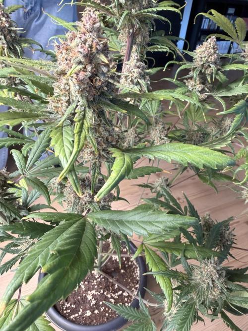 Lemon Cherry Cookies & Banana Punch. Week 10