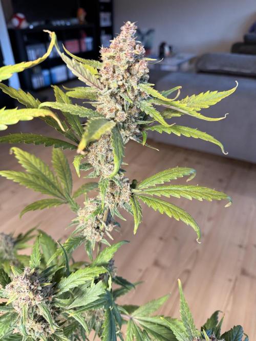 Lemon Cherry Cookies & Banana Punch. Week 10