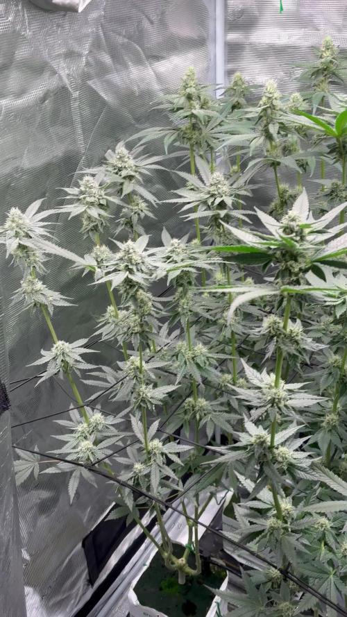 Main-Steering Cherry Ocean on Rockwool