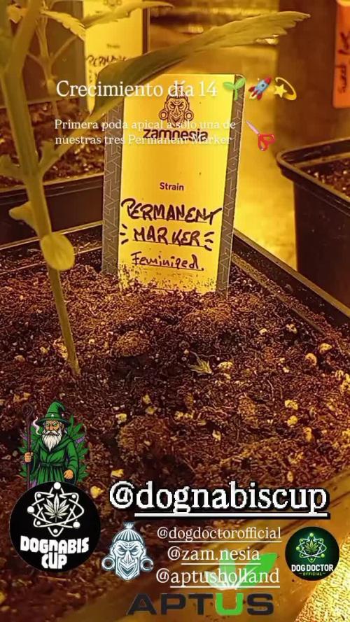 Dognabiscup #420 P&A