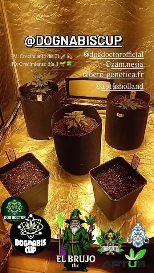 Dognabiscup #420 P&A