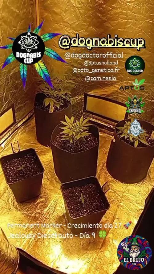 Dognabiscup #420 P&A