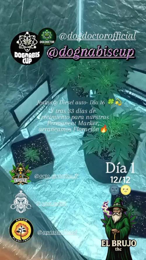 Dognabiscup #420 P&A