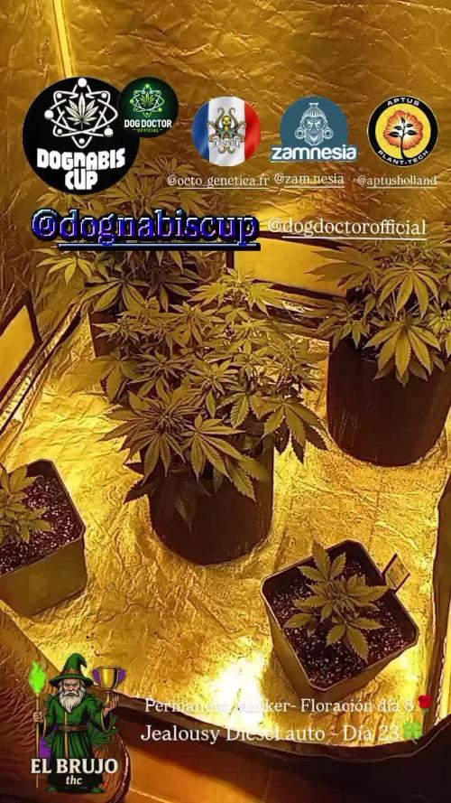 Dognabiscup #420 P&A