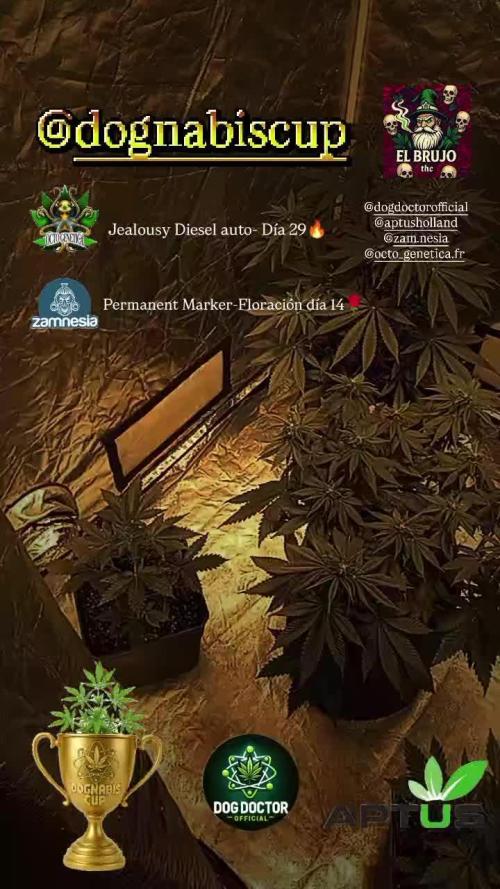 Dognabiscup #420 P&A