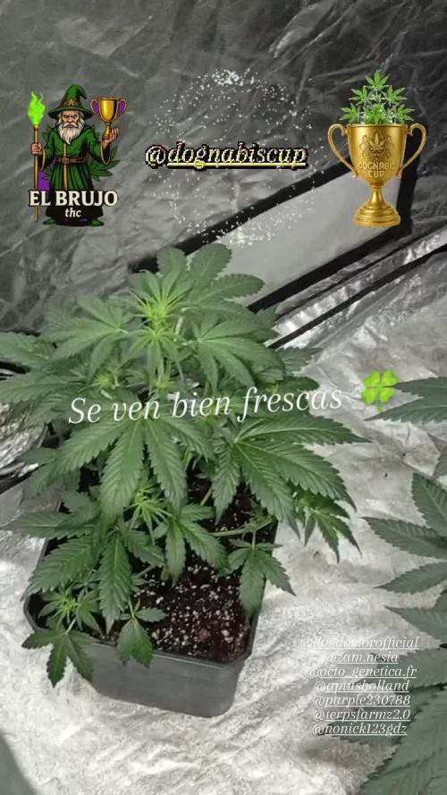 Dognabiscup #420 P&A