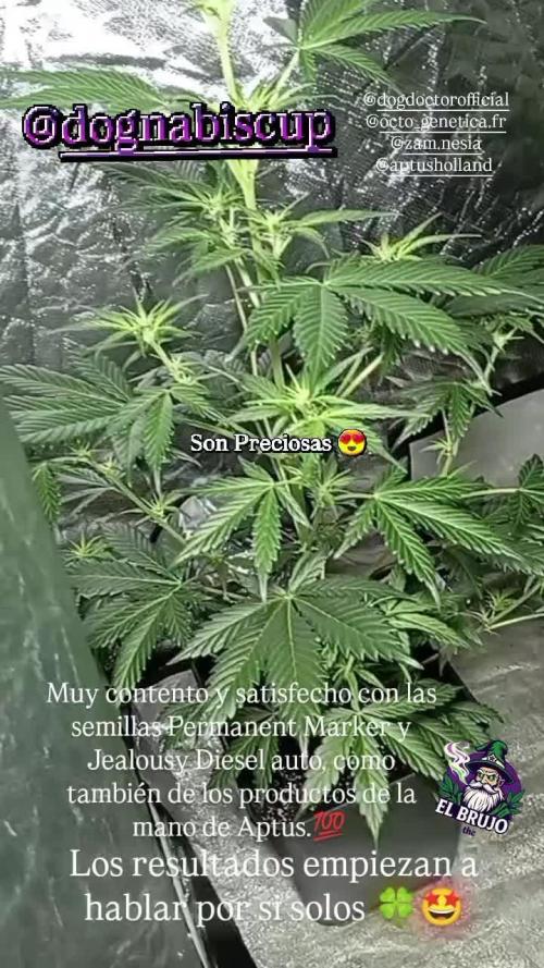 Dognabiscup #420 P&A