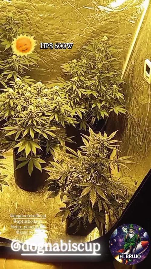 Dognabiscup #420 P&A