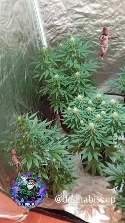 Dognabiscup #420 P&A