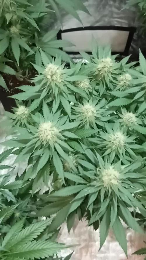 Dognabis cup #420 P & A