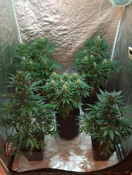 Dognabis cup #420 P & A. Week 12 - Floración avanzada y estás nenas siguen verdes intensas 💚🍀💫💯