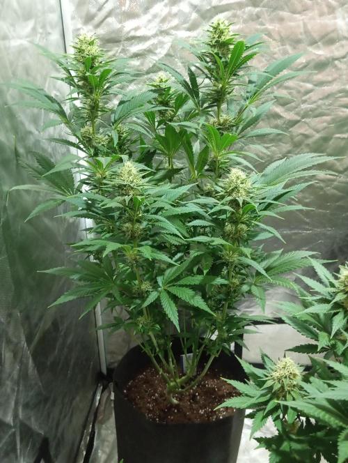 Dognabis cup #420 P & A. Week 13 - Permanent Marker 'LST'