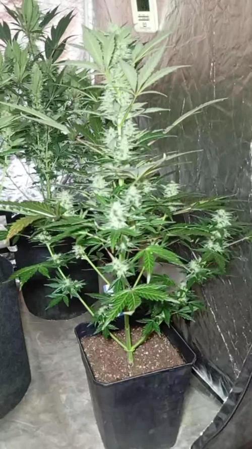 Dognabis cup #420 P & A