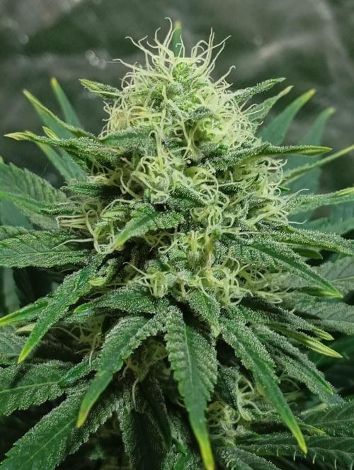 Dognabis cup #420 P & A. Week 13 - Permanent Marker