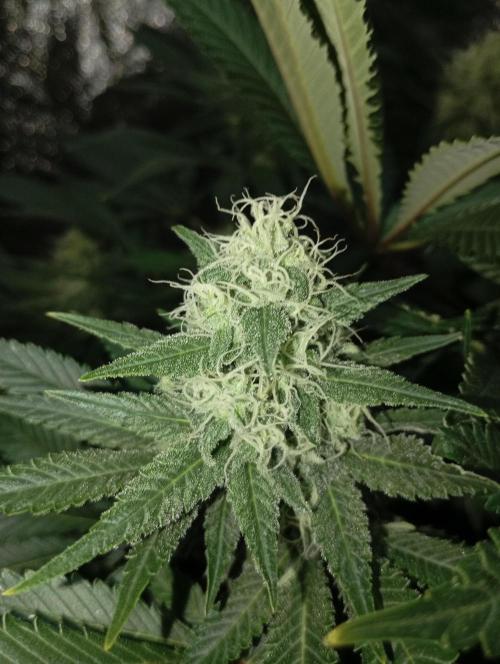 Dognabis cup #420 P & A. Week 13 - Permanent Marker