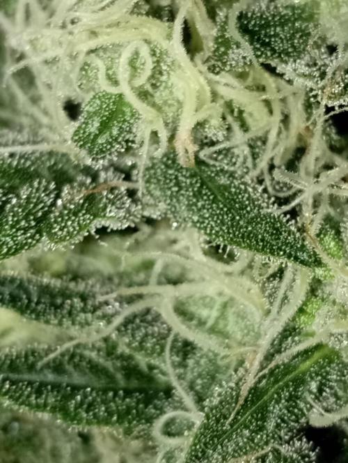 Dognabis cup #420 P & A. Week 13 - Lechosos, dulces tricomas.