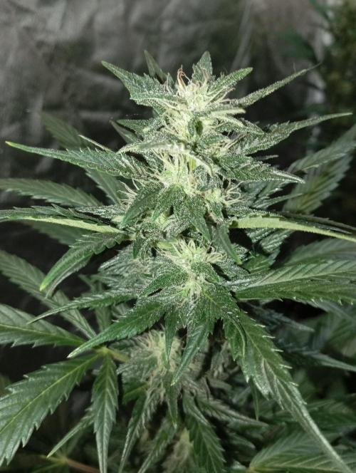 Dognabis cup #420 P & A. Week 13 - Jealousy Diesel auto 