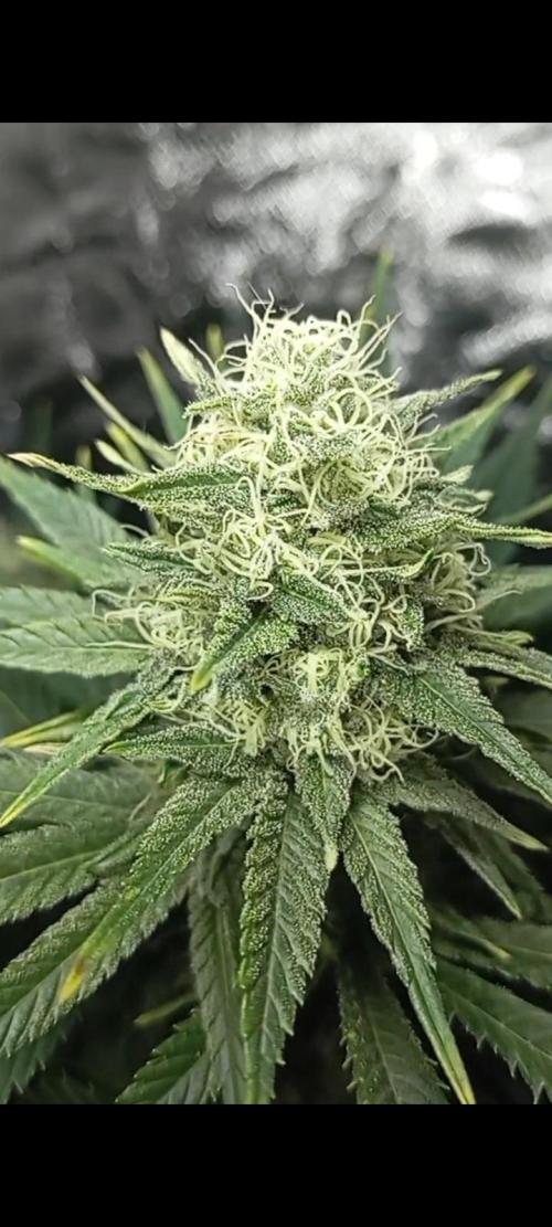 Dognabis cup #420 P & A. Week 13 - Permanent Marker.