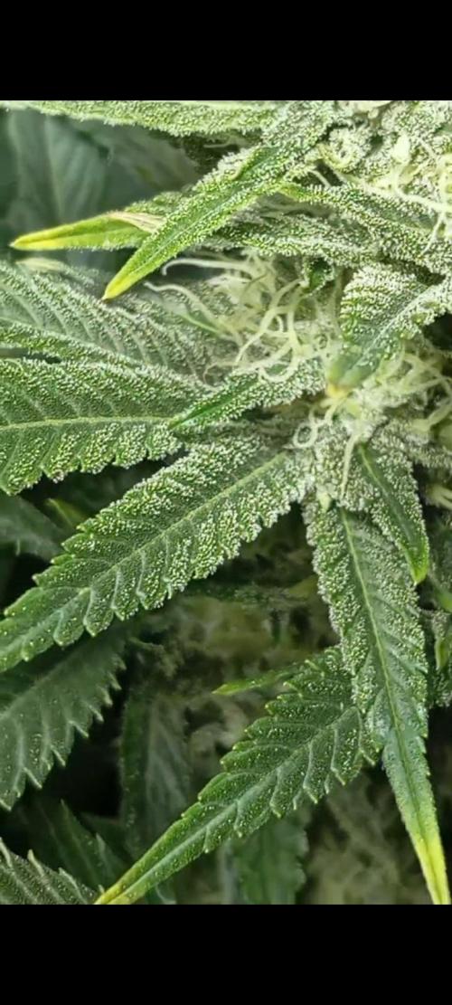 Dognabis cup #420 P & A. Week 13 - ✨