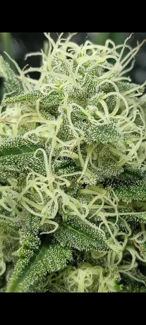 Dognabis cup #420 P & A. Week 13 - ✨