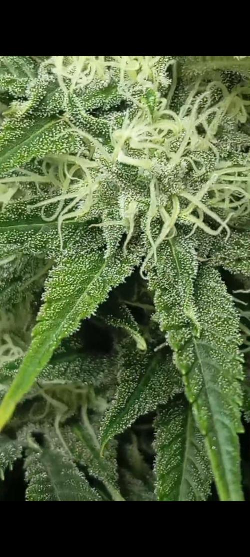 Dognabis cup #420 P & A. Week 13 - ✨