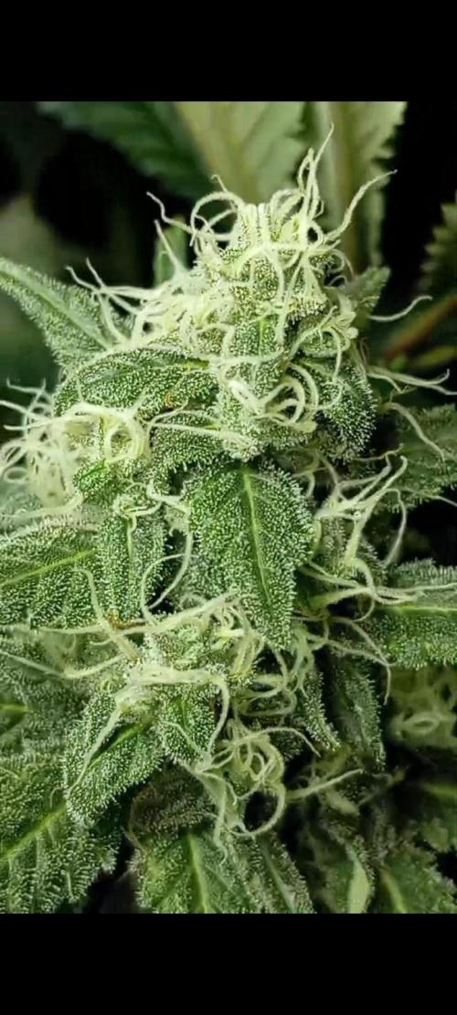 Dognabis cup #420 P & A. Week 13 - ✨