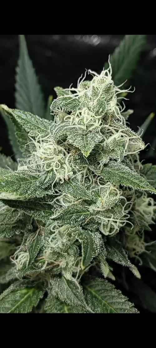 Dognabis cup #420 P & A. Week 13 - ✨