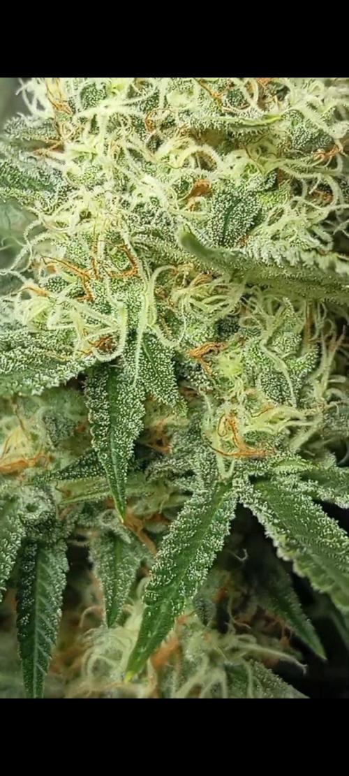 Dognabis cup #420 P & A. Week 13 - ✨