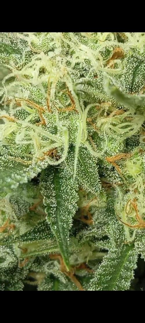 Dognabis cup #420 P & A. Week 13 - ✨