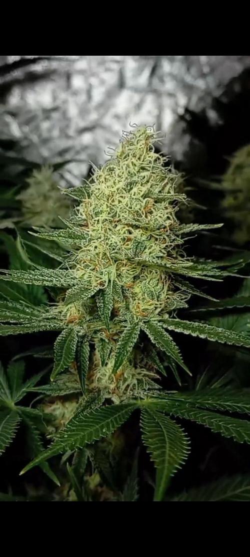 Dognabis cup #420 P & A. Week 13 - Permanent Marker 