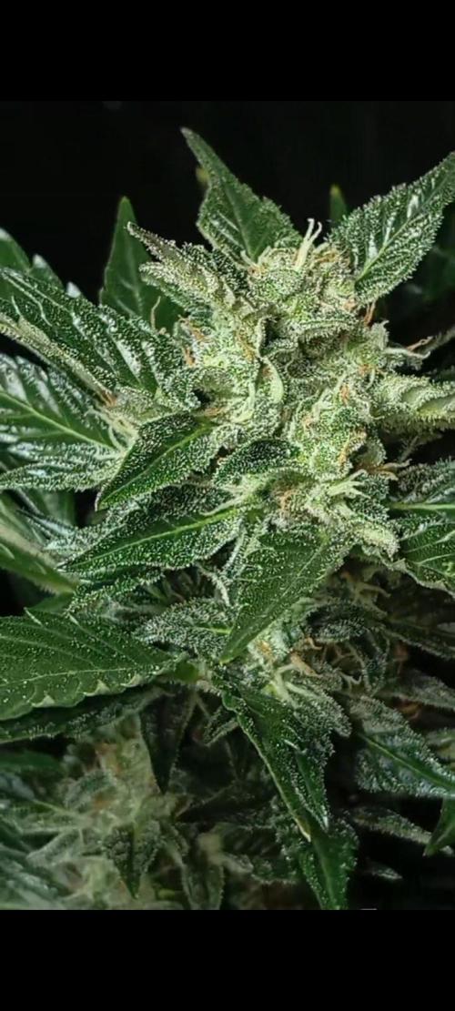 Dognabis cup #420 P & A. Week 13 - Jealousy Diesel auto 