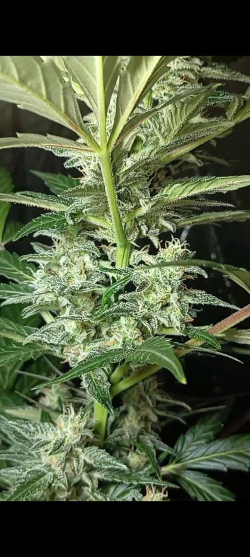 Dognabis cup #420 P & A. Week 13 - Jealousy Diesel auto 