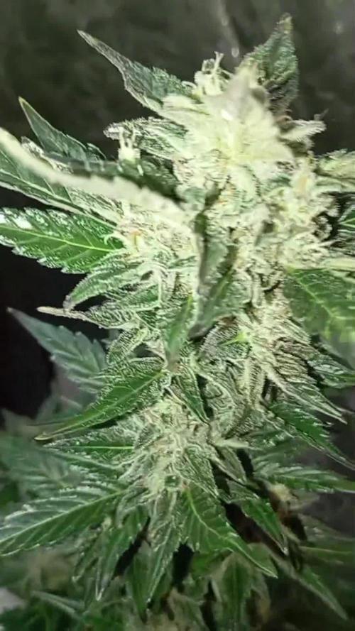 Dognabis cup #420 P & A