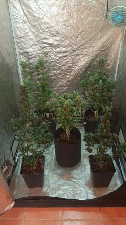 Dognabis cup #420 P & A. Week 14