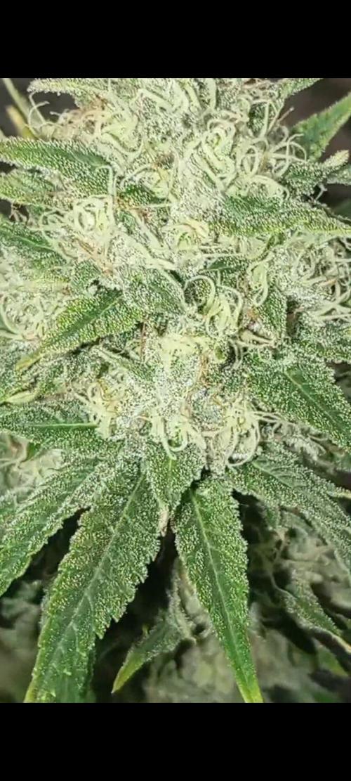 Dognabis cup #420 P & A. Week 14