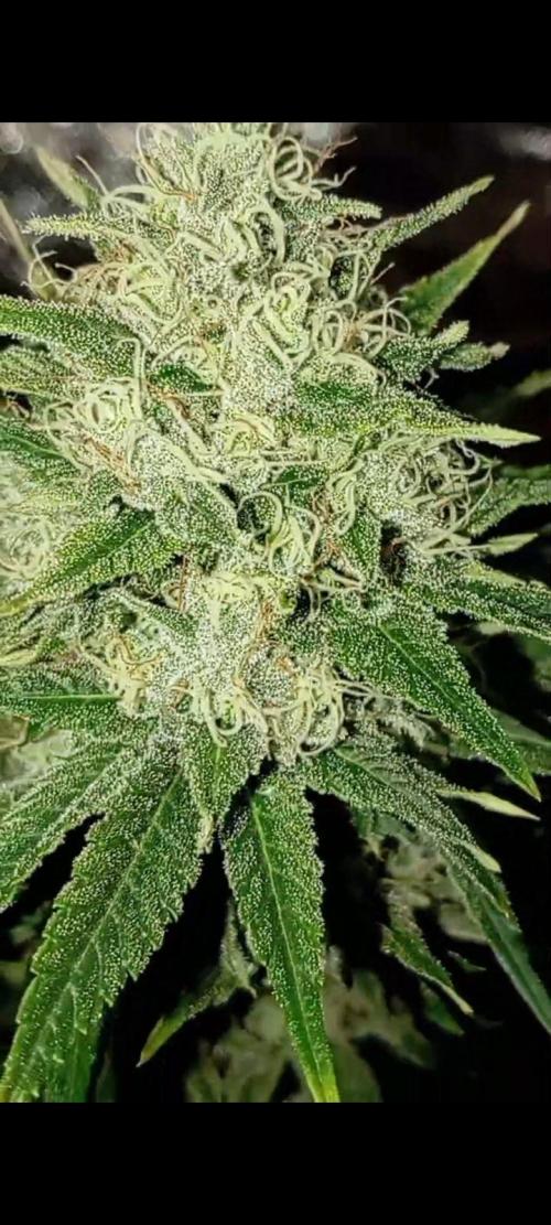 Dognabis cup #420 P & A. Week 14