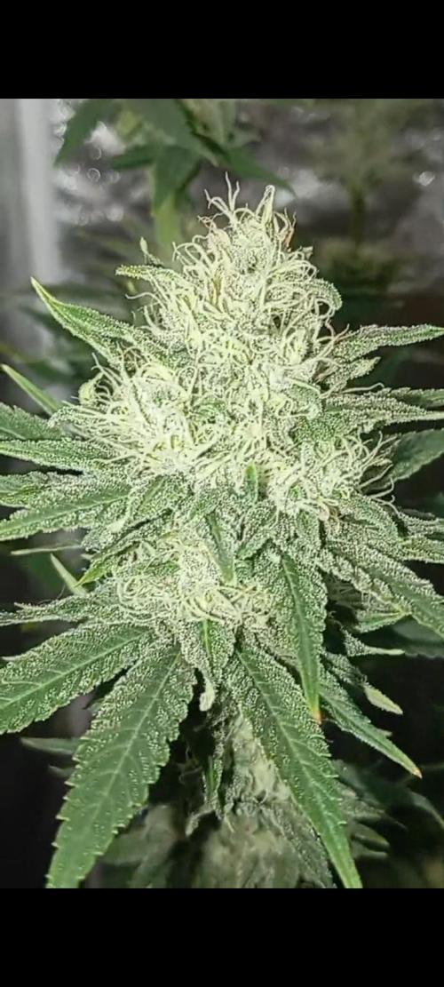 Dognabis cup #420 P & A. Week 14