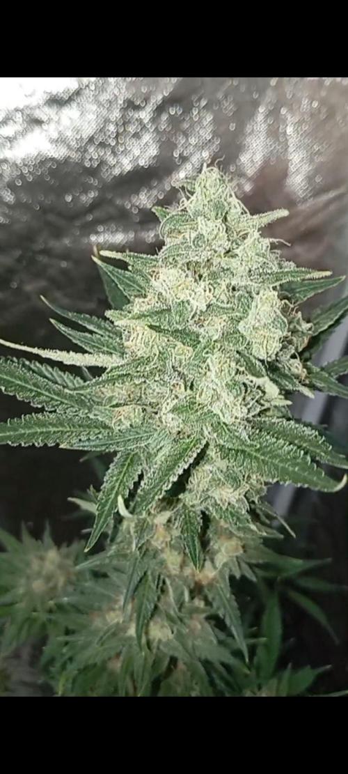 Dognabis cup #420 P & A. Week 14