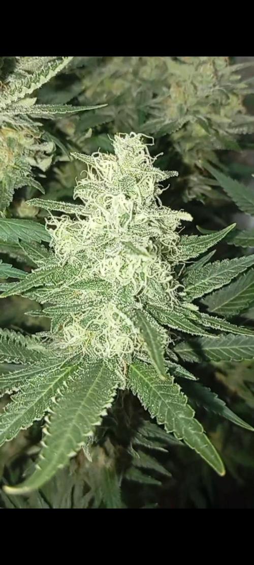 Dognabis cup #420 P & A. Week 14