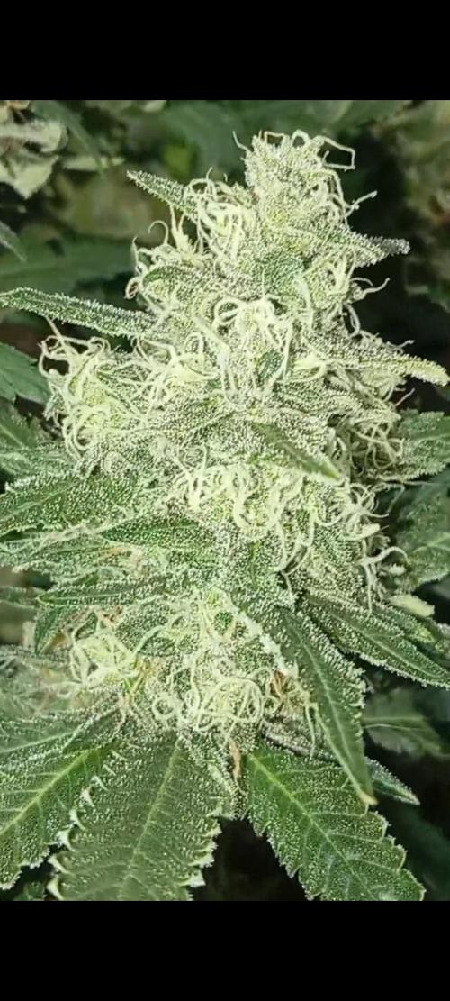 Dognabis cup #420 P & A. Week 14