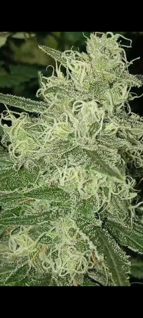 Dognabis cup #420 P & A. Week 14