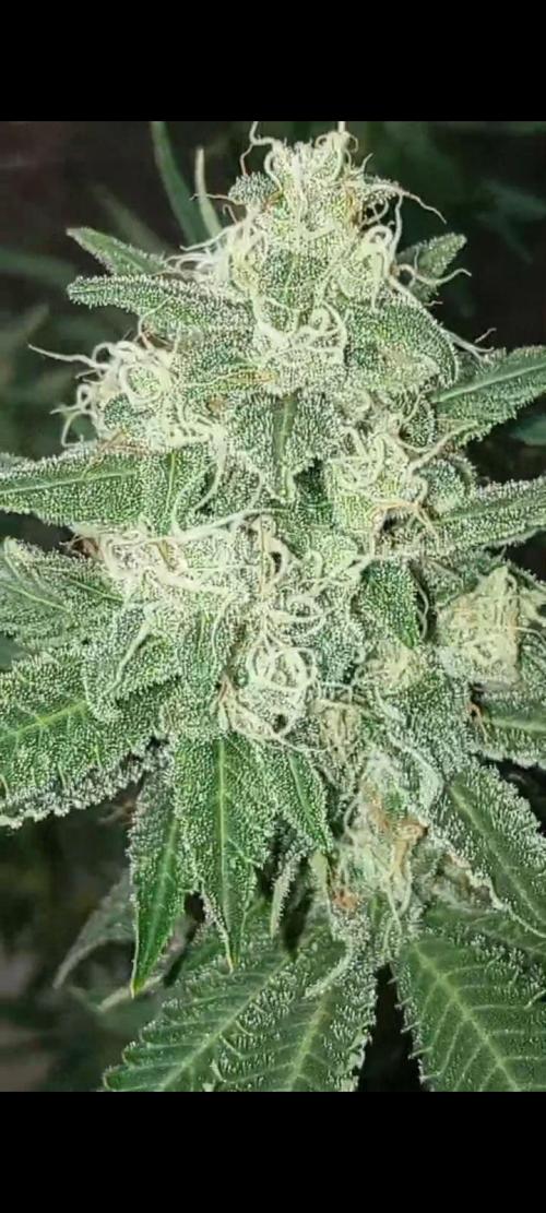 Dognabis cup #420 P & A. Week 14