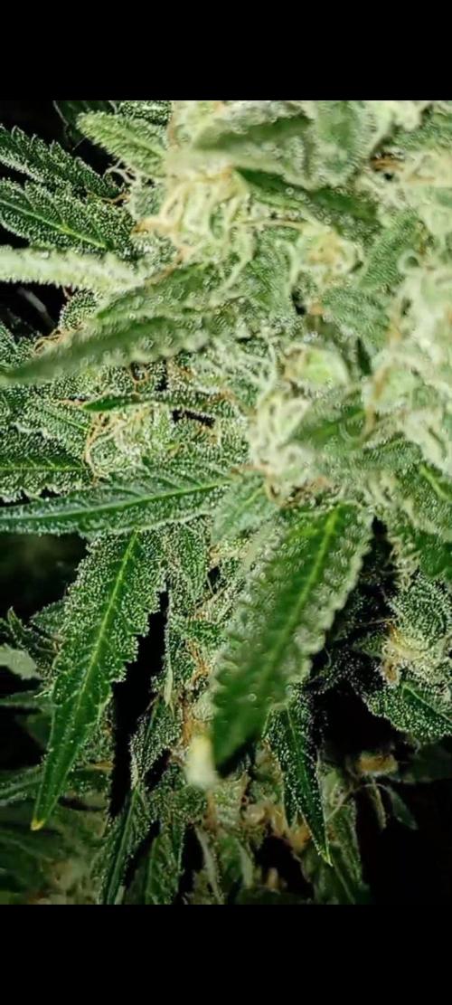 Dognabis cup #420 P & A. Week 14